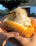 Chickenburger.jpg